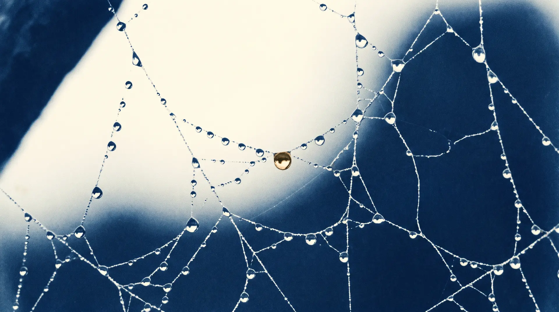 Dew drops on a spider web with a single gold droplet